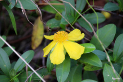 Hibbertia scandens