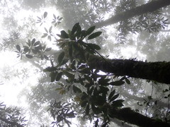 Daphniphyllum himalaense