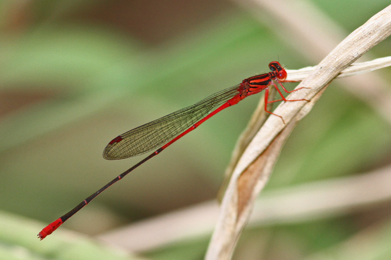 Slender Kauai Damselfly