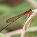 Slender Kauai Damselfly - Photo (c) Diana-Terry Hibbitts, some rights reserved (CC BY-NC), uploaded by Diana-Terry Hibbitts