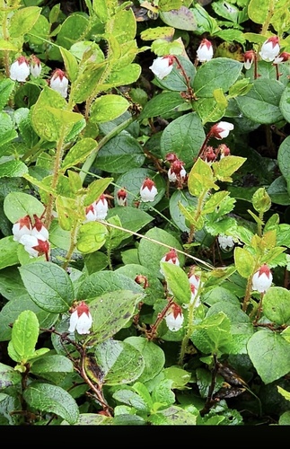 Gaultheria adenothrix observed 2026-07-15