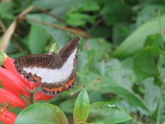 Nymphidium azanoides amazonensis