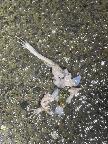 Longtoushan Large Odorous Frog