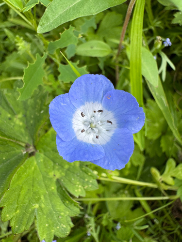Nemophila menziesii observed 2026-07-14