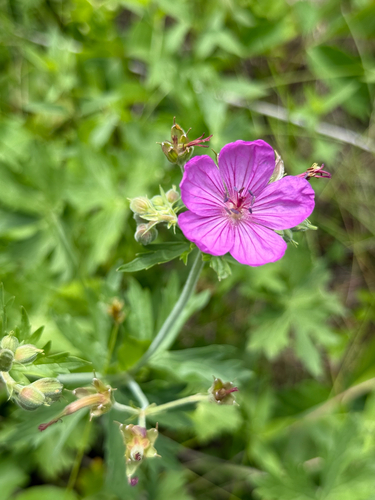sticky geranium