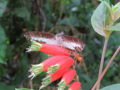 Nymphidium azanoides amazonensis