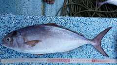 Seriola
