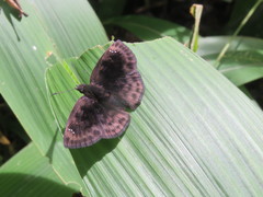 Pellicia