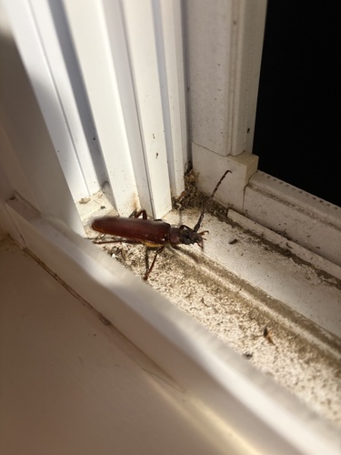 Brown Prionid
