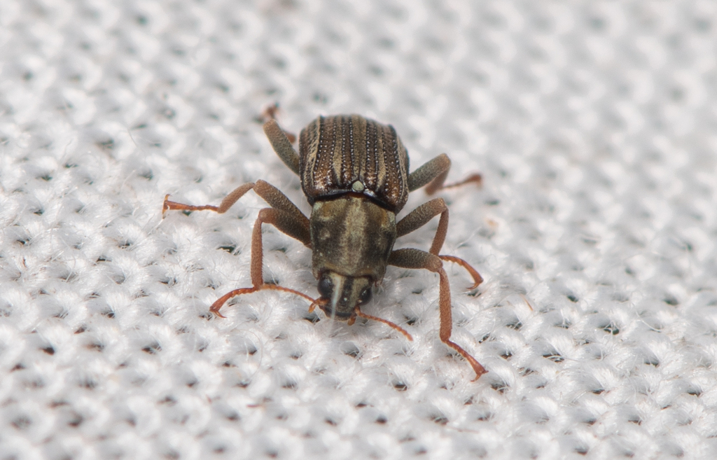 Stenelmis sexlineata