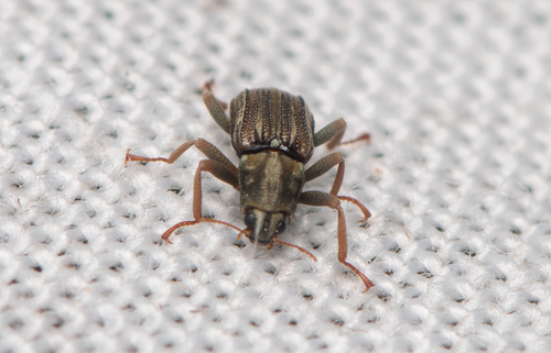 Stenelmis sexlineata