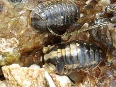 Gnorimosphaeroma oregonense