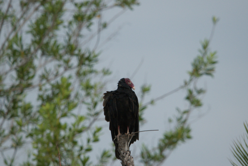 Antillean Turkey Vulture