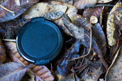 Mycetinis copelandii