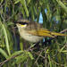 Singing Honeyeater - Photo (c) David Cook, some rights reserved (CC BY-NC)
