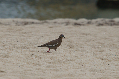 White-winged Dove