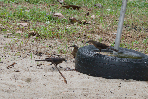Great-tailed Grackle