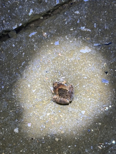 Beautiful Pygmy Frog