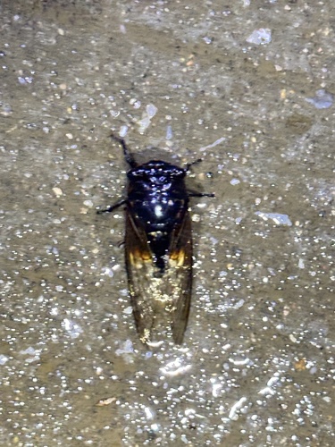 Cryptotympana mandarina