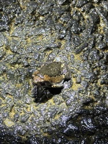 Asian Painted Frog