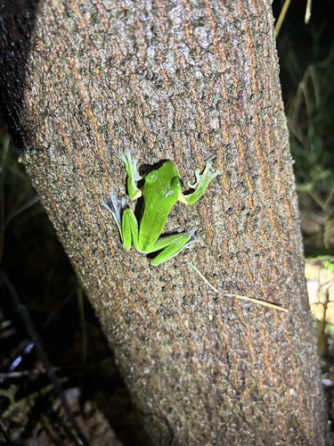 Chinese Flying Frog