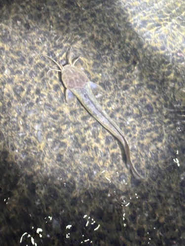 Whitespotted Clarias