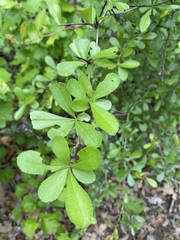 Crataegus berberifolia