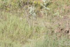 Tiaris olivaceus intermedius