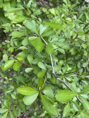 Crataegus berberifolia