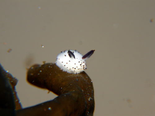 Jorunna parva