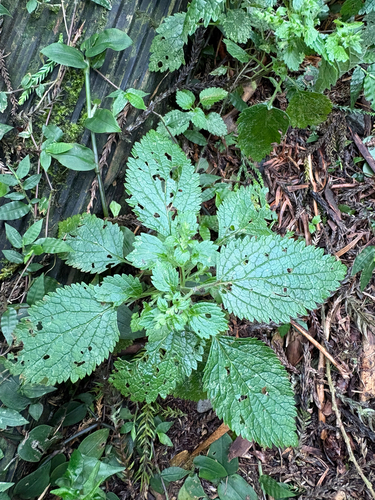 Teucrium viscidum, photograph 1