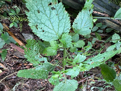 Teucrium viscidum