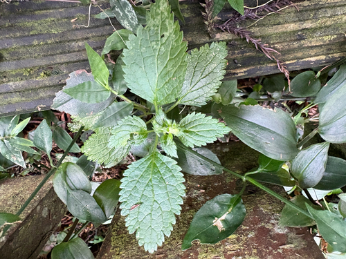 Teucrium viscidum, photograph 2