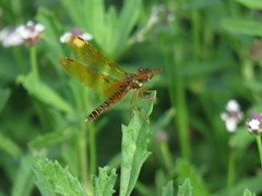 Perithemis tenera