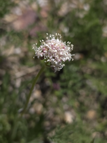 Valeriana californica, photograph 2