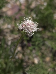 Valeriana californica, photograph (c) Cristhian Mace, some rights reserved (CC BY)