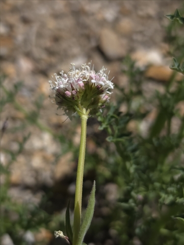 Valeriana californica, photograph 3