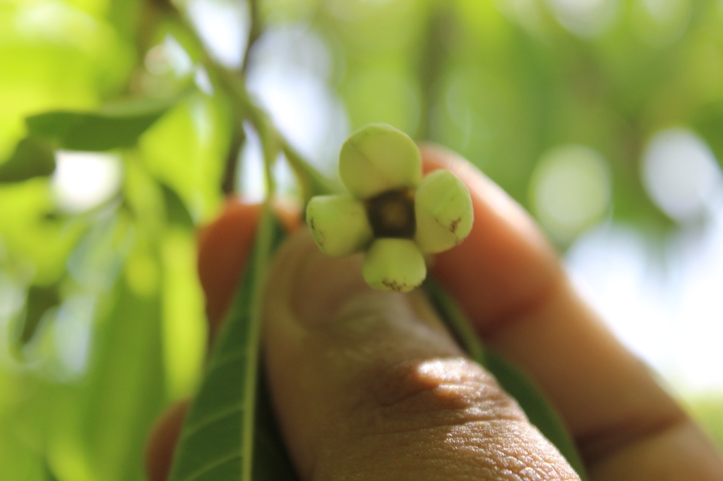 Annona reticulata; photograph (c) Douglas Caro Lopez, some rights reserved (CC BY)