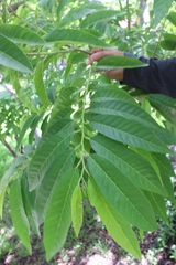 (c) Douglas Caro Lopez, some rights reserved (CC BY) Annona reticulata, photograph (c) Douglas Caro Lopez, some rights reserved (CC BY)