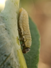 Paropsisterna m-fuscum