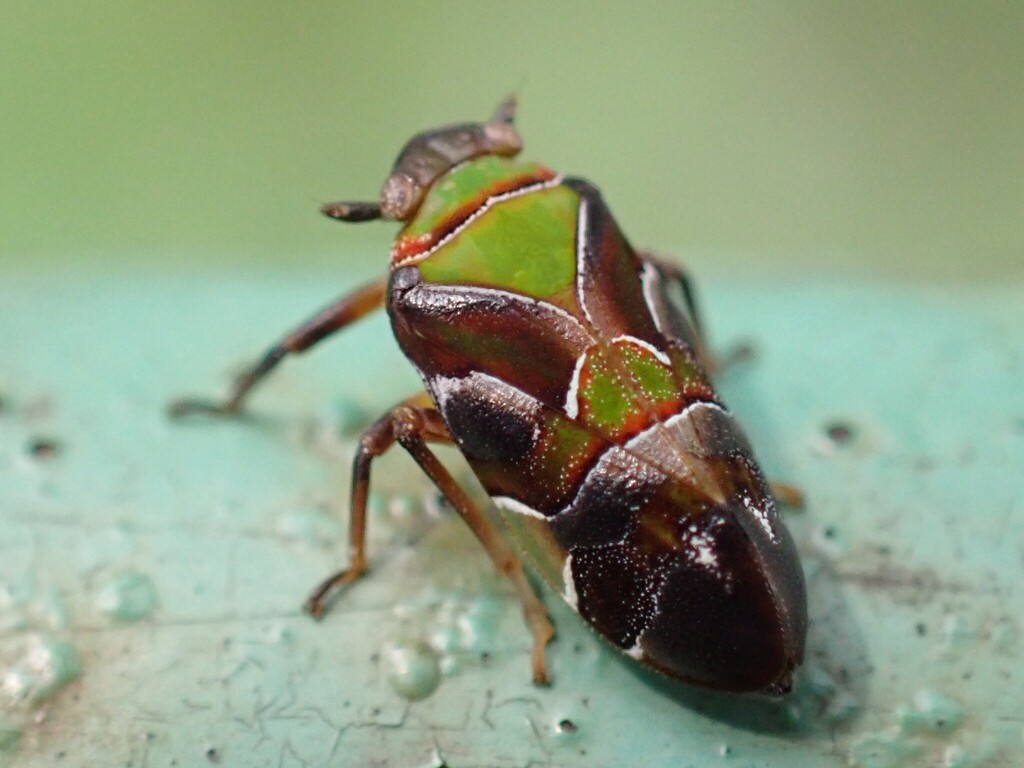 Egropinae