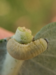 Paropsisterna m-fuscum