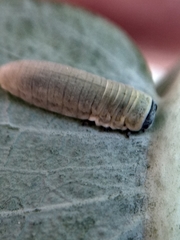 Paropsisterna m-fuscum