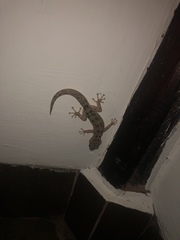 Phyllodactylus reissii