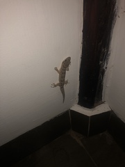 Phyllodactylus reissii