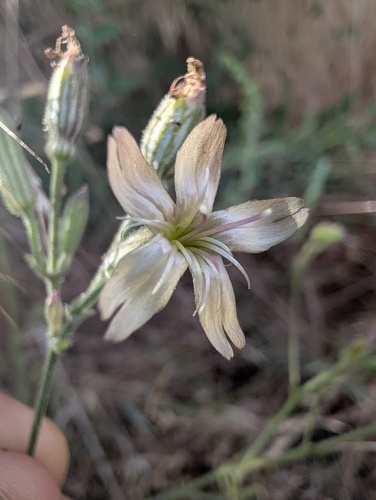 Silene verecunda, photograph 6
