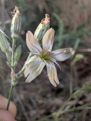 Silene verecunda, photograph (c) Trevor Van Loon, some rights reserved (CC BY)
