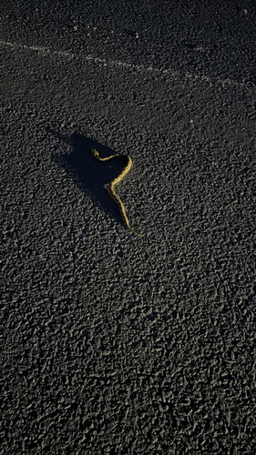 Russell's Viper