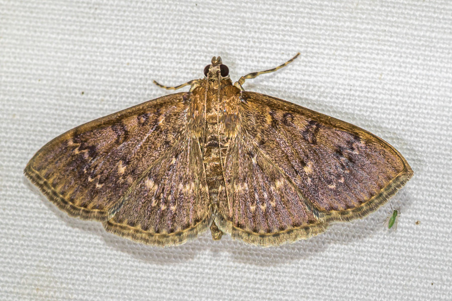 Syllepte carbatinalis