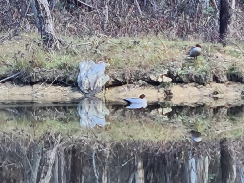 Australian Wood Duck